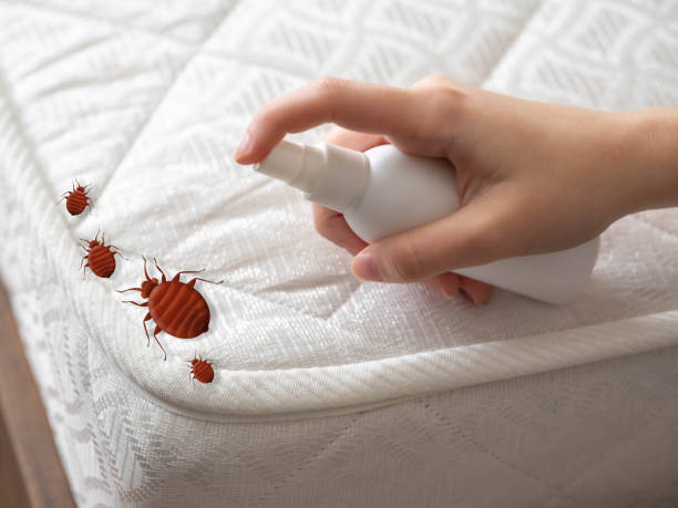 Best Termite Control Services  in Cottonde, AL